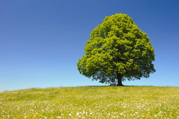 Einzelne große Linde — Stockfoto