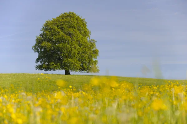 Één grote beuk boom — Stockfoto