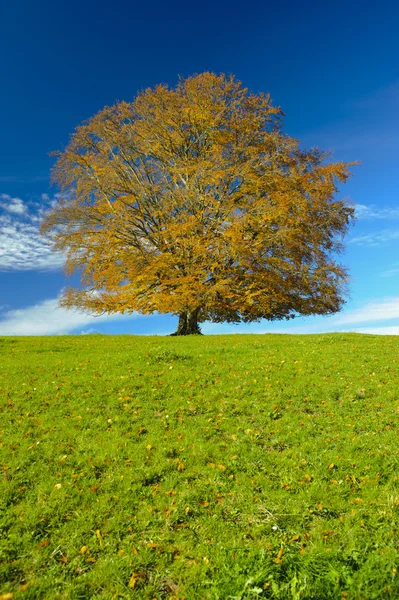 单个山毛榉树在秋天 — 图库照片