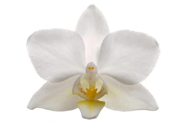 Floraison d'orchidée blanche — Photo