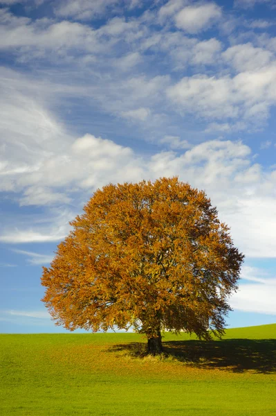 Одно большое буковое дерево — стоковое фото