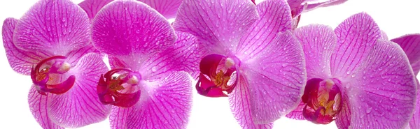 Panorama of orchid bloom — Stock Photo, Image