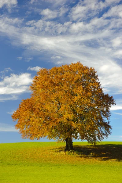 Één grote beuk boom — Stockfoto