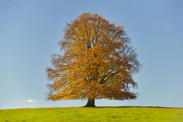 Singolo grande faggio — Foto Stock