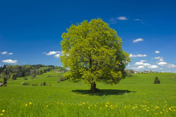 Single big beech tree — Stock Photo, Image