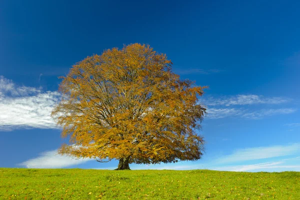 Única grande árvore de faia — Fotografia de Stock