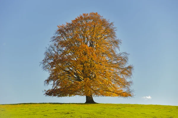 Tek büyük kayın ağacı — Stok fotoğraf