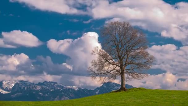 Tijdspanne van bewegende wolken achter één boom — 비디오