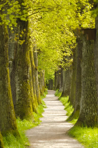 Oak tree alley in Bavaria — Stock Photo, Image