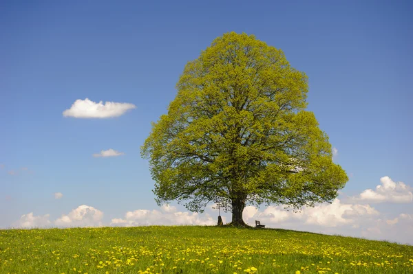 Enda stora linden tree — Stockfoto