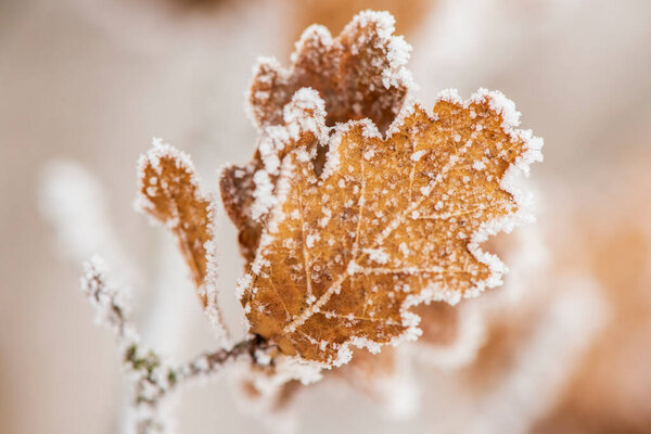 oak leaf in winter with frost