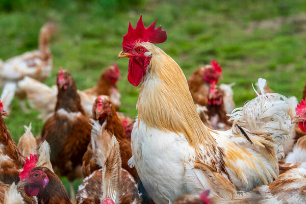 chicken in free range outdoor