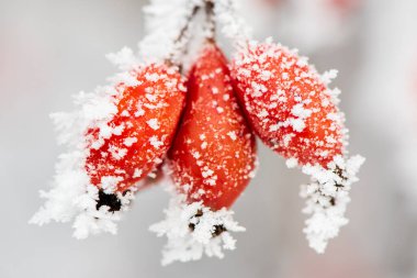 Kış mevsiminde donmakta olan kırmızı meyveler