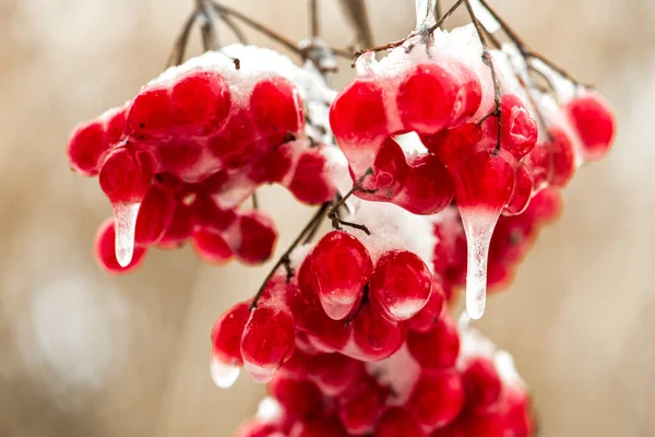 Red Berries Frost Winter — Stock Photo, Image