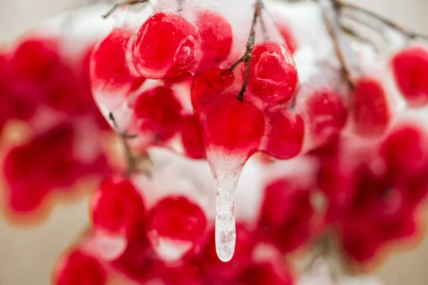 Červené Bobule Mrazu Zimě — Stock fotografie