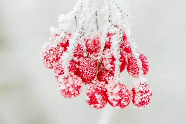 Červené Bobule Mrazu Zimě — Stock fotografie