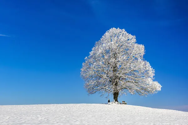 霜の降る冬に一本の大きな石灰の木 — ストック写真