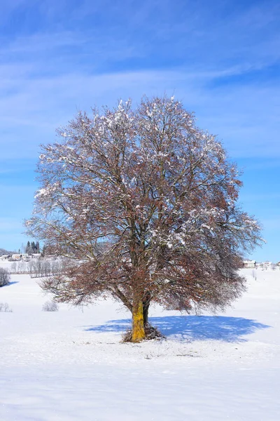 Singolo Grande Faggio Inverno Nella Neve Profonda — Foto Stock