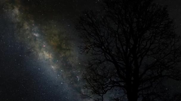 Milkyway Movimiento Cielo Detrás Solo Árbol — Vídeos de Stock