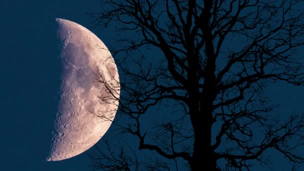 Gran Luna Saliendo Detrás Solo Árbol Cielo Oscuro — Vídeo de stock