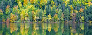 Canlı renkli orman ve ağaçlarla dolu güzel bir manzara.