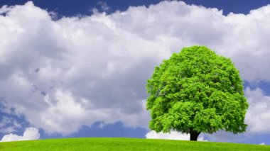 İlkbaharda çayırdaki tek bir ağacın üzerinde hareket eden bulutlar