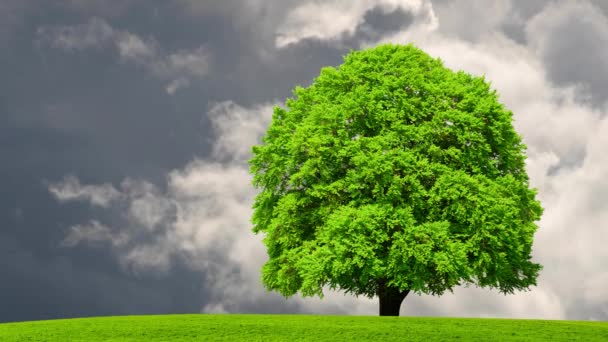 Wolken Ziehen Frühling Über Einen Einzelnen Baum Auf Der Wiese — Stockvideo