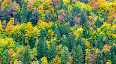 Ormandaki renkli yaprak döken ağaçlarla dolu sakin bir manzara.