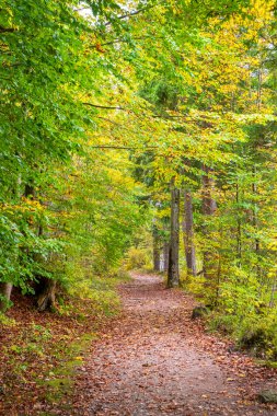 Ormandaki renkli yaprak döken ağaçlarla dolu sakin bir manzara.