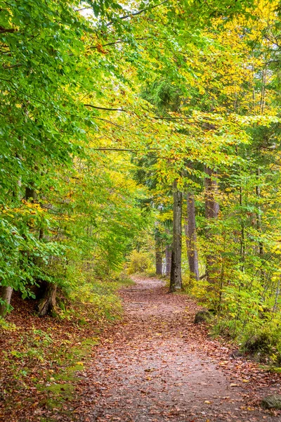 Ormandaki renkli yaprak döken ağaçlarla dolu sakin bir manzara.