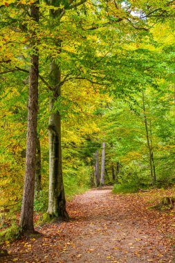 Çayırları ve ağaçları olan güzel panoramik manzara