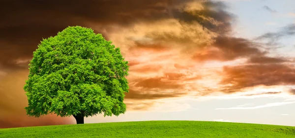 Lkbaharda Çayırda Dramatik Gökyüzü Olan Tek Bir Ağaç — Stok fotoğraf