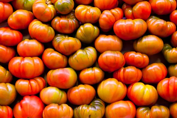 Viele frische, teilweise grüne Tomaten — Stockfoto