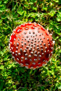 mantarı - sinek agaric