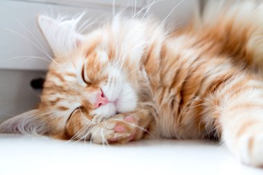 Uyuyan genç siberian kedi
