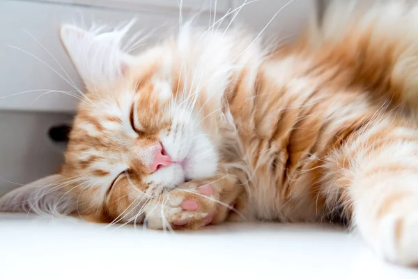 Молодий сибірський кіт спить — стокове фото