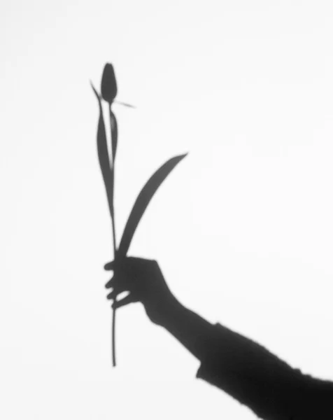 Schatten einer Hand mit Blume — Stockfoto