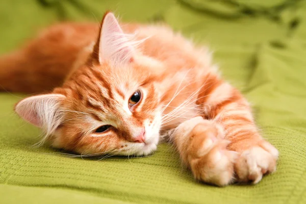 Joven gato siberiano — Foto de Stock