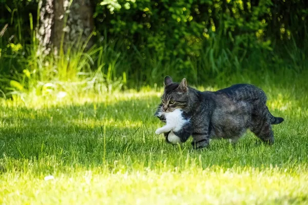 母猫は幼い子猫を歯に運び — ストック写真