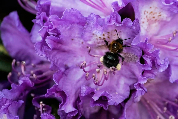 Hummel Arbeitet Einer Lila Blume Makroaufnahme Nahaufnahme — Stockfoto