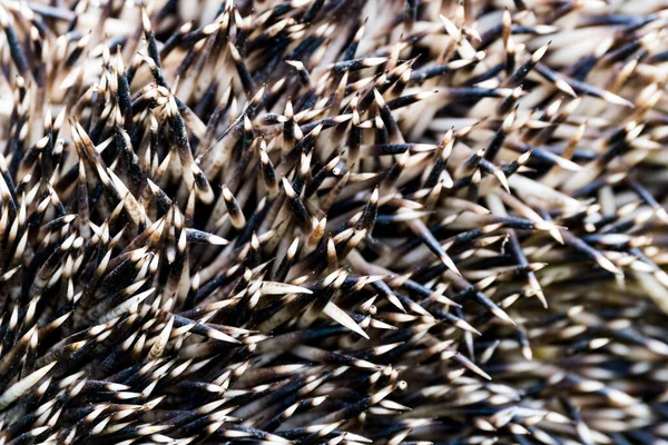 Macro Shot Hedgehog Needles Texture — Stock Photo, Image