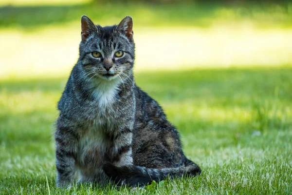 Γκρι Αδέσποτη Γάτα Felis Catus Κάθεται Και Κοιτάζει Προς Την — Φωτογραφία Αρχείου