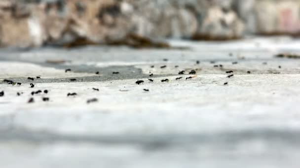 Manera de hormigas — Vídeos de Stock