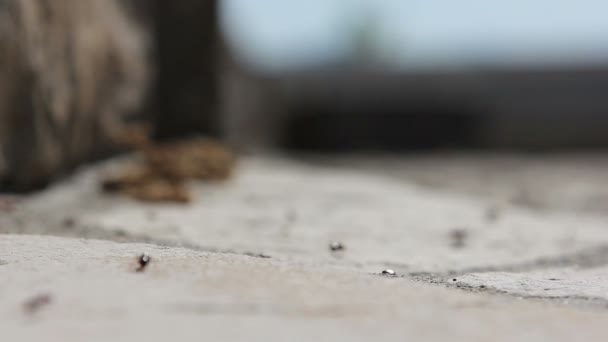 Mravenci tak — Stock video