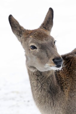 antilop Moskova hayvanat bahçesi