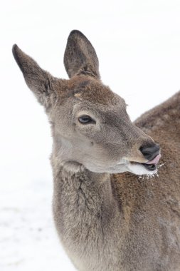 antilop Moskova hayvanat bahçesi