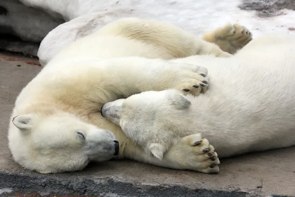 Weiße Bären im Moskauer Zoo — Stockfoto