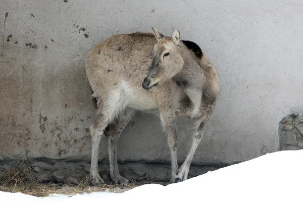 Veado fêmea no zoológico de Moscou — Fotografia de Stock