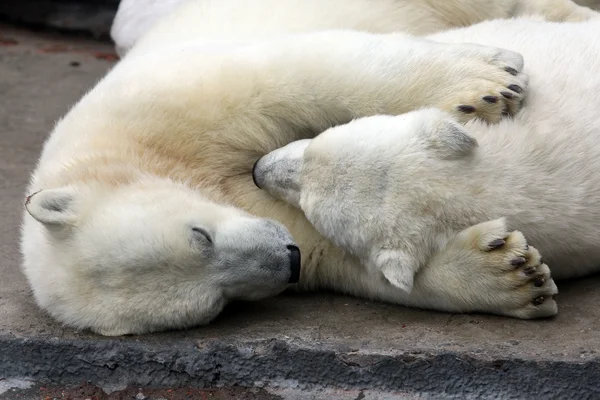 Moskova hayvanat bahçesi beyaz ayılar Stok Fotoğraf