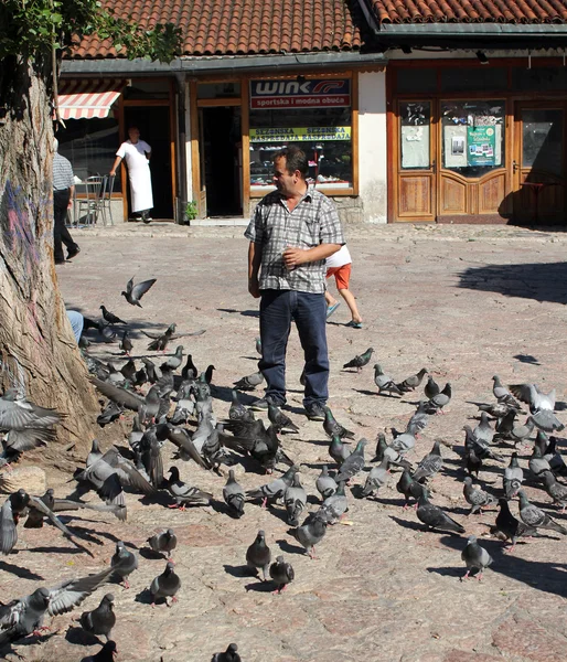 Alimentação de pombos em Sarajevo — Fotografia de Stock
